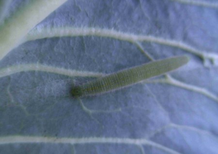 Chenille de la Piéride de la rave